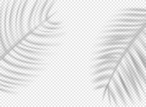 Palm leaves shadows on transparent background. Shadow overlay effect vector effect