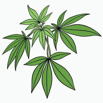 Simplicity cannabis plant freehand drawing flat design. vector