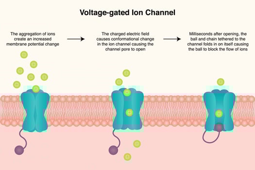 Voltage-gated ion channel diagram vector