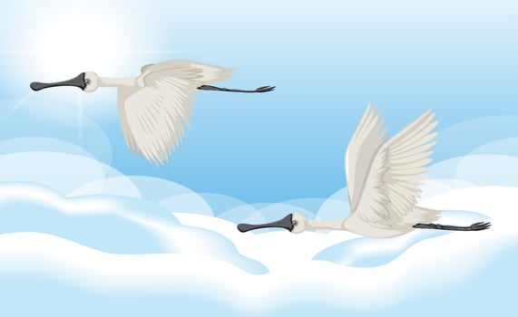 Egret flyingon the blue sky vector