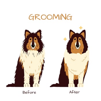 Grooming salon. Collie dog trimming before and after vector