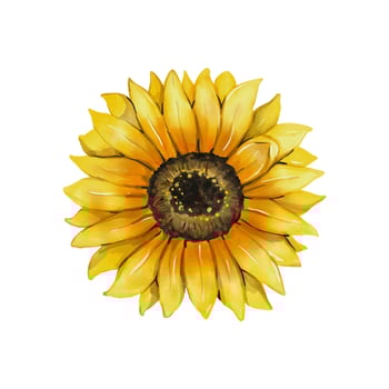Sunflower watercolor drawing. Yellow flower isolated on white background. Hand drawn floral vector illustration