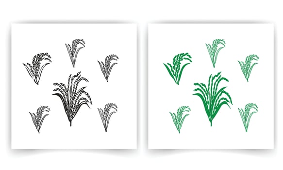 paddy line vector illustration, Hand drawn rice. Organic cereal in bag and rice porridge in bowl, sketch doodle set of wild jasmine steamed and basmati rice