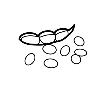 Pea Vegetable Healthy Food Hand drawn organic line Doodle vector
