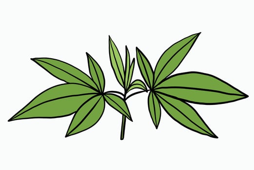 Simplicity cannabis plant freehand drawing flat design. vector