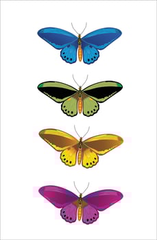 Butterfly - Bule, Green, Yellow and Purple vector