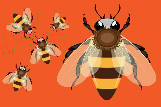 Realistic honey bee vector