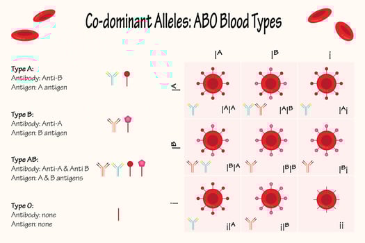 Codominant Alleles ABO Blood Types vector