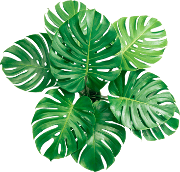 Bush Green Monstera leaf isolated transparency background. Tropical leaves object. png