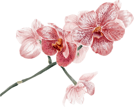 Orchid flowers blooming watercolor hand drawing. png