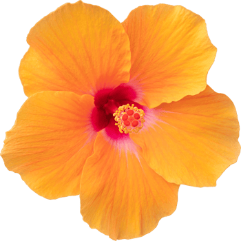 Hibiscus flower isolated transparency background. Floral object. png