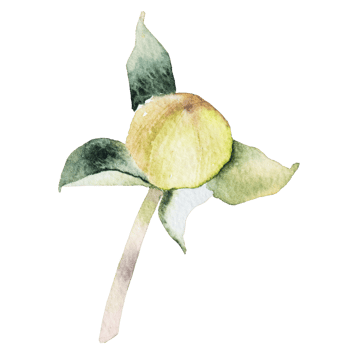 Natural flower watercolor png
