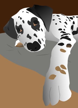 Closeup Dalmatian puppy ,The dog wants to hold your hand vector