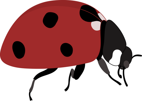 Hand drawn ladybug illustration. png