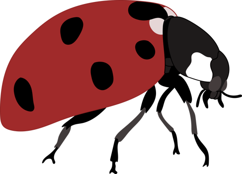 Hand drawn ladybug illustration. png