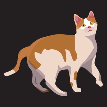 Cat Looking Surprise vector