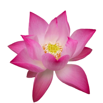 lotus flower pink colorful nature illustration clipart transparent picture beautiful png