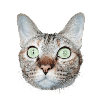 cat pet animal cute photograph transparent realistic illustration clipart png art