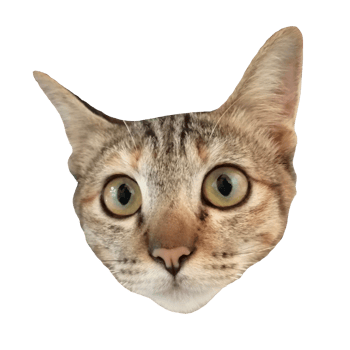 cat face cute free download transparent image illustration clipart pet wildlife png