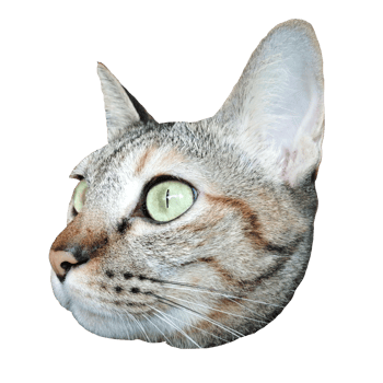 cat face cute free download transparent image illustration clipart pet wildlife png
