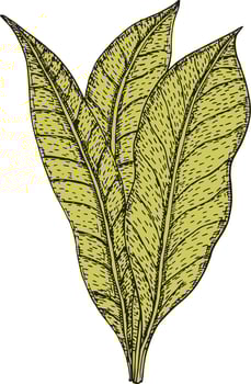 Tobacco sketch. Plant with flowers, Fresh and dried leaves vector