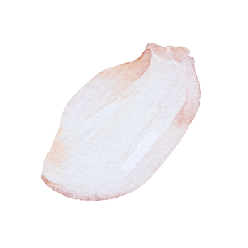 Garlic watercolor clip art png