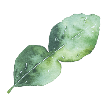 kaffir lime leaves watercolor clipart png