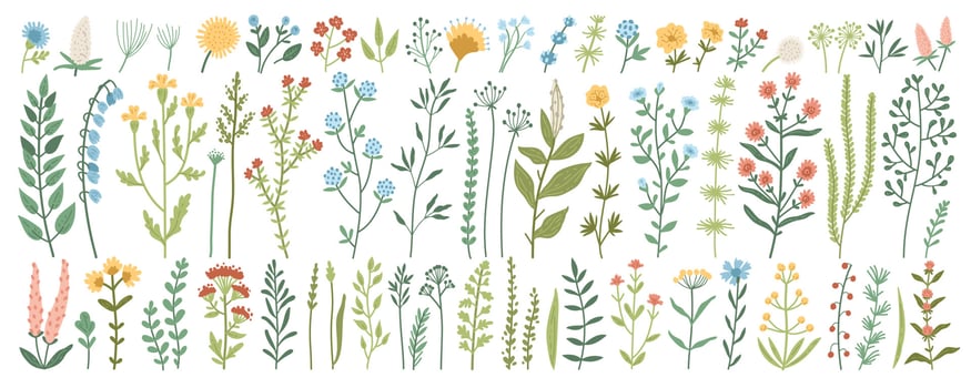 Collection of wild meadow herbs, flowering flowers vector