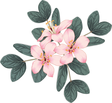 Bouquet pink cherry blossom flowers drawing transparency background.Floral object. png