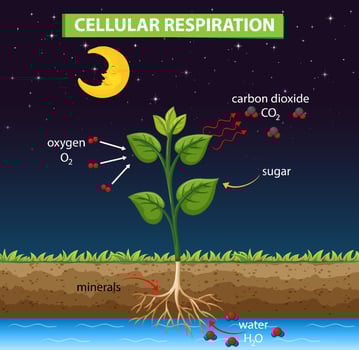 Diagram showing cellular respiration in plant vector