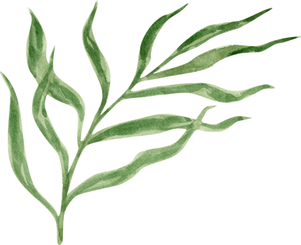 Watercolor green plant png