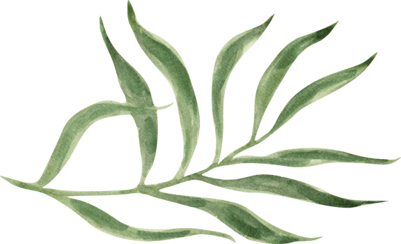 Watercolor green plant png
