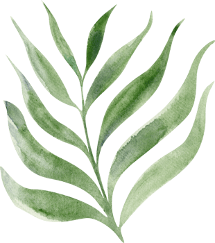 Watercolor green plant png
