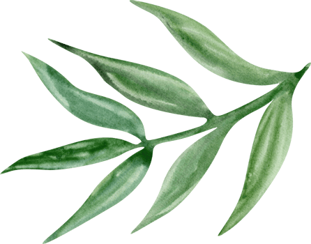 Watercolor green plant png