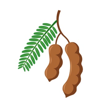 Vector illustration of tamarind or tamarindus indica, with green leaves, isolated on white background.