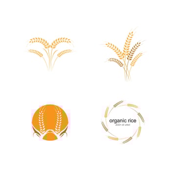 Agriculture wheat Logo Template vector
