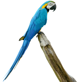 Macaws bird isolated on white background with clipping path. png