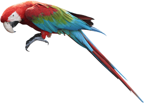 Macaws bird isolated on white background with clipping path. png