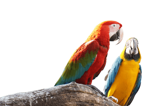 Macaws bird isolated on white background. png