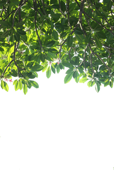 Group of white Plumeria flowers in the park. png
