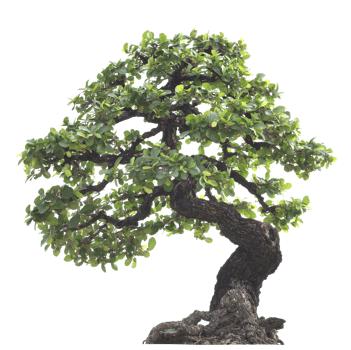 Bonzai tree cutout png