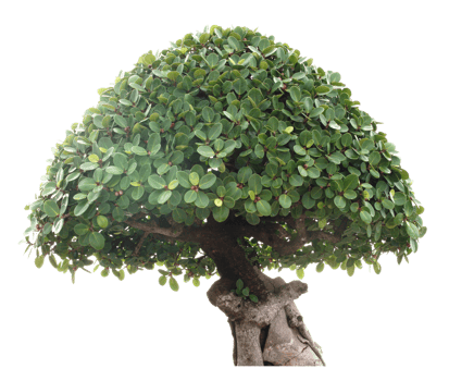 Bonzai tree cutout png