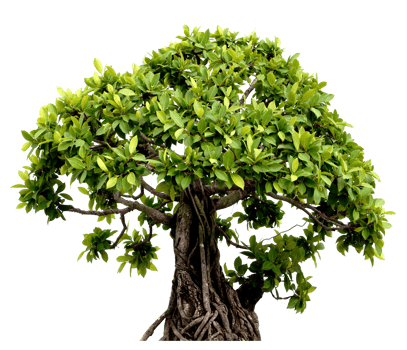 Bonzai tree cutout png