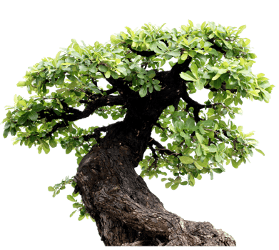 Bonzai tree cutout png