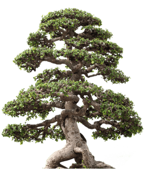 Bonzai tree cutout png