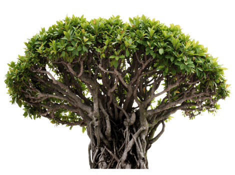 Bonzai tree cutout png