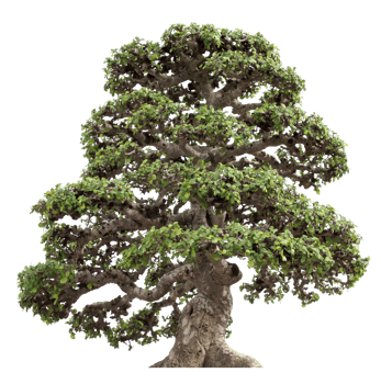 Bonzai tree cutout png