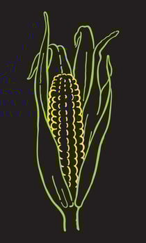 Corn cob on a black background vector