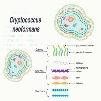 Cryptococcus neoformans diagram vector