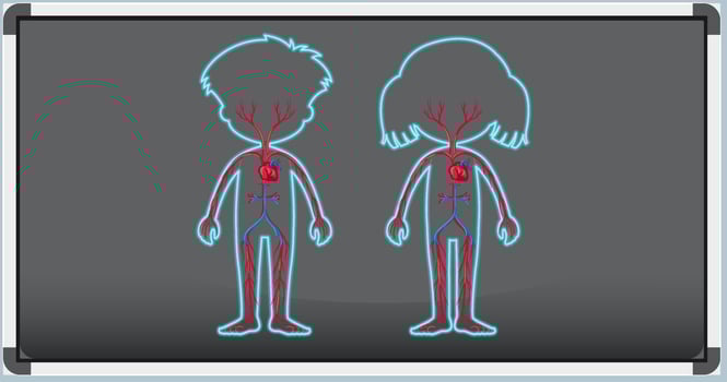 Board showing human blood vein vector